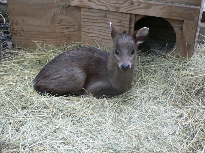 Neu im Zoo Heidelberg: ein Schopfhirsch namens "Tekla"